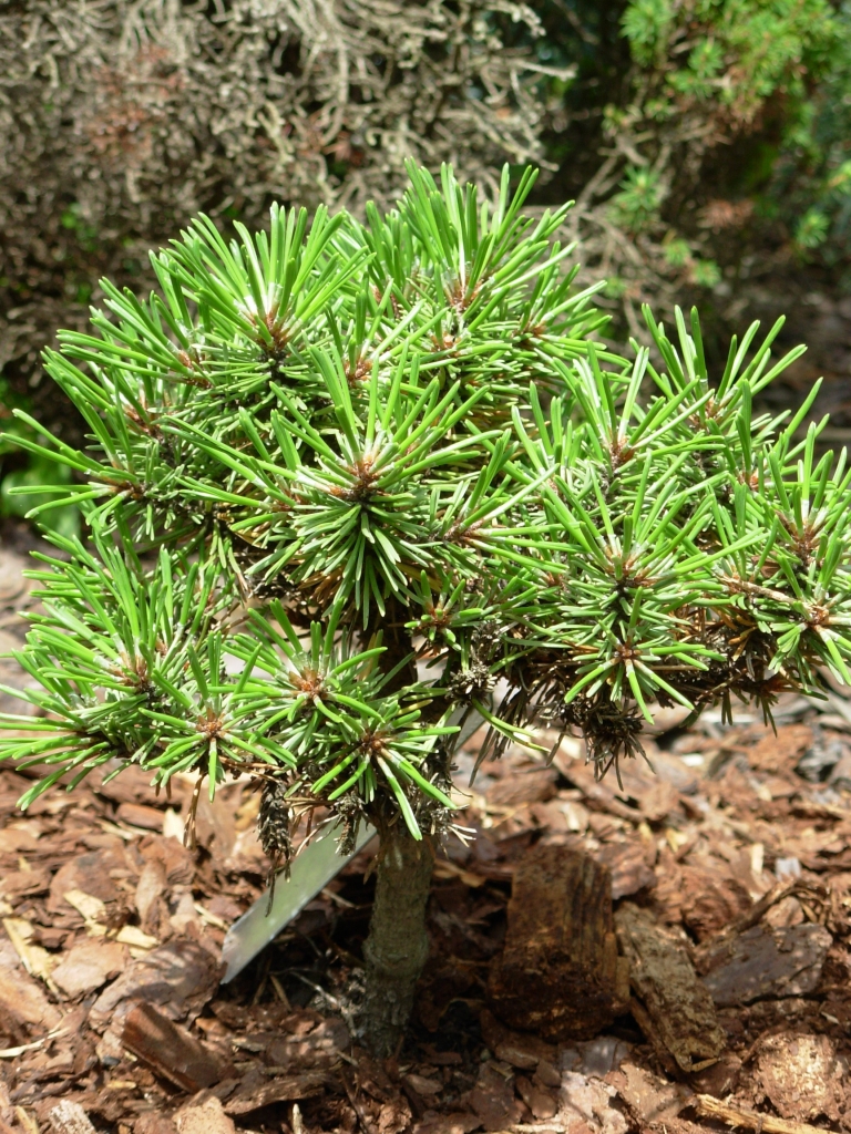 Pinus heldreichii 