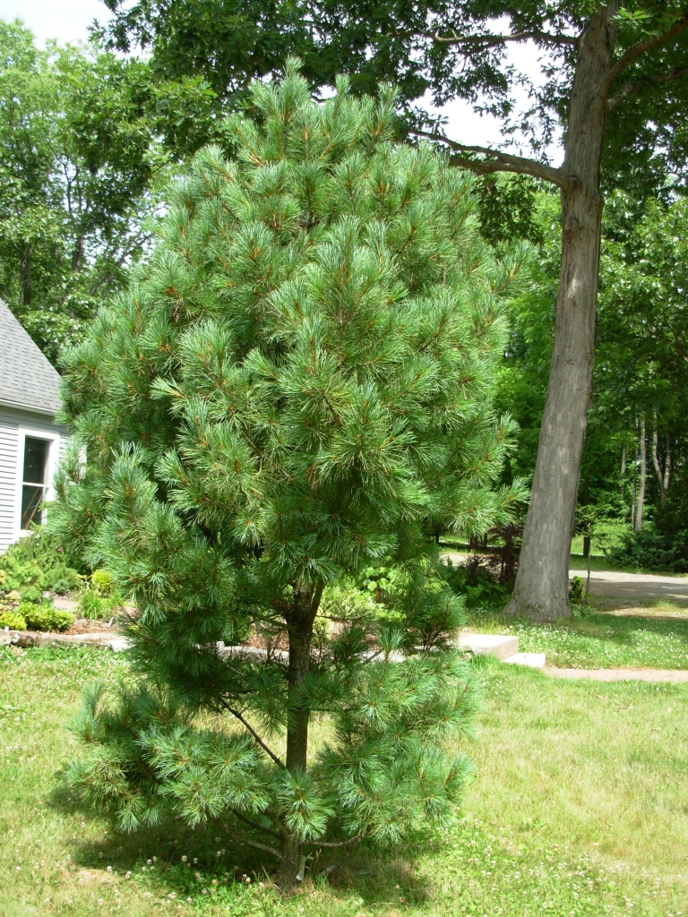 Pinus peuce 