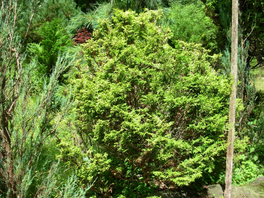 Chamaecyparis obtusa 