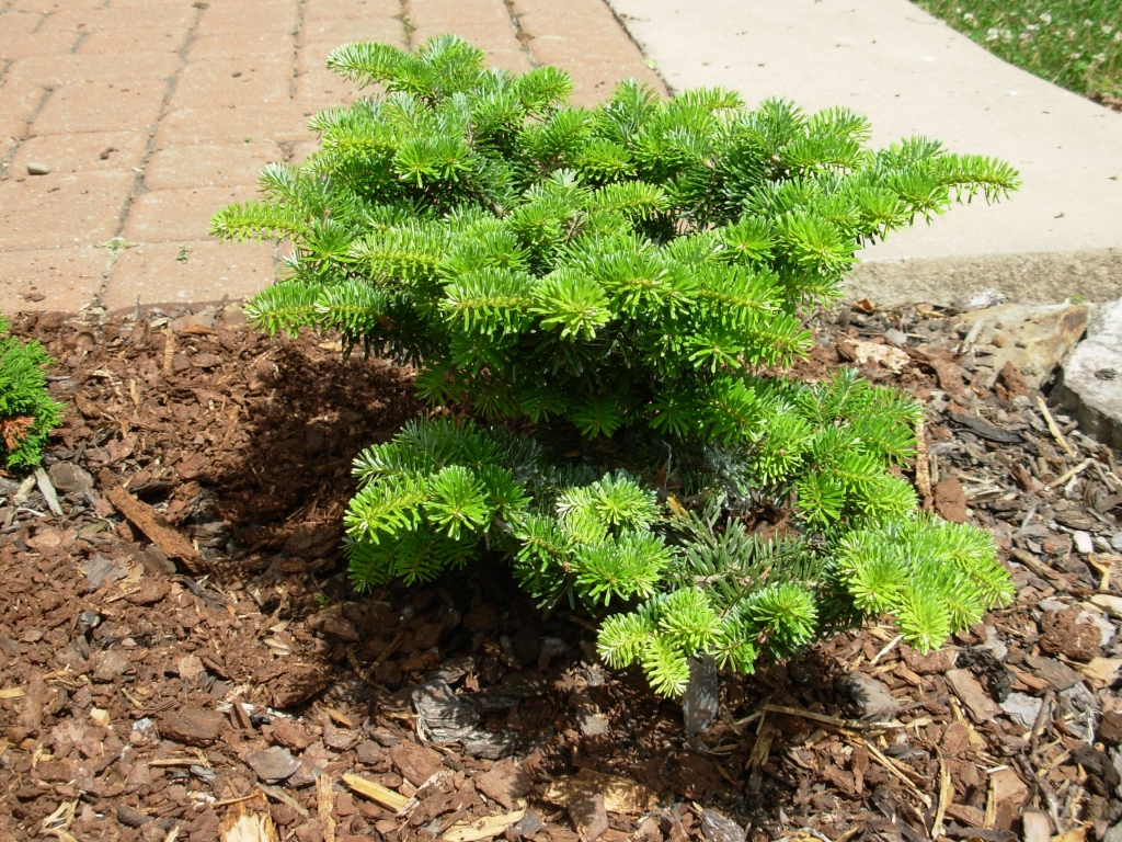 Abies alba 