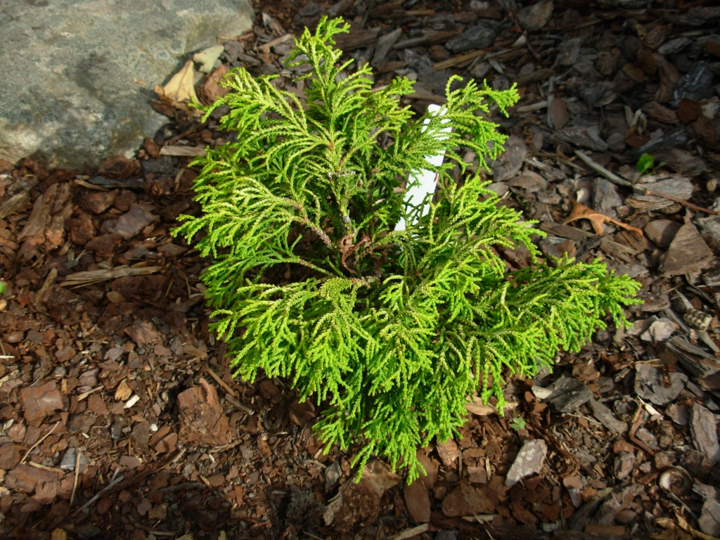 Chamaecyparis obtusa 