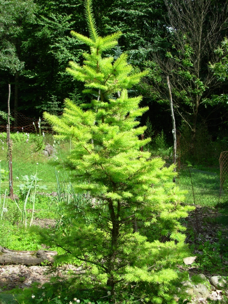 Pseudotsuga menziesii 