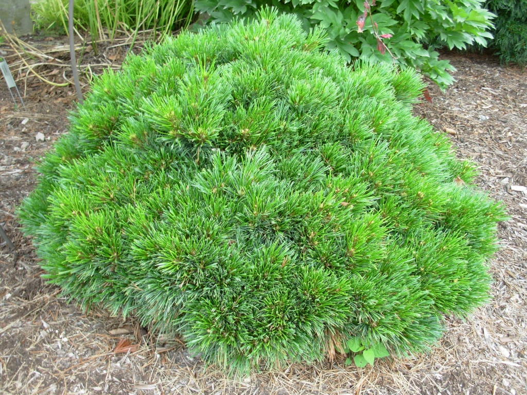Pinus strobus 