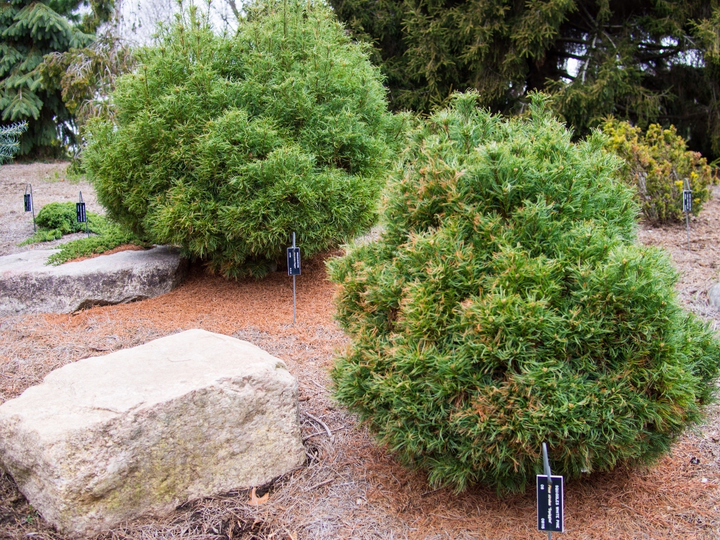 Pinus strobus 