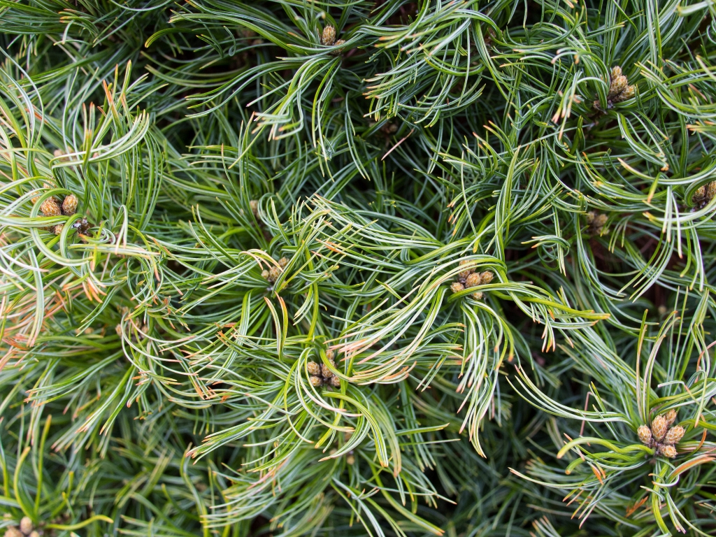 Pinus strobus 