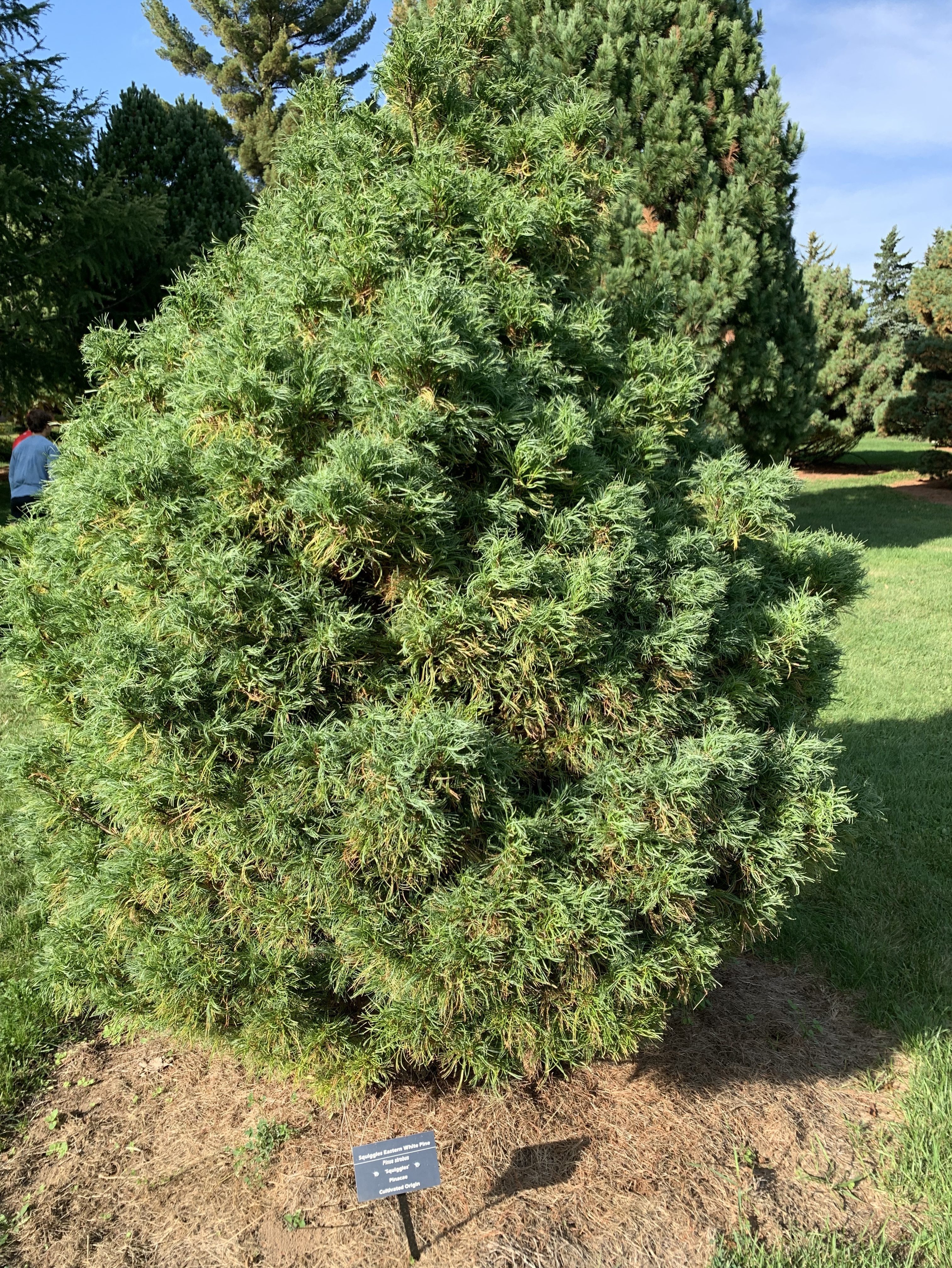 Pinus strobus 