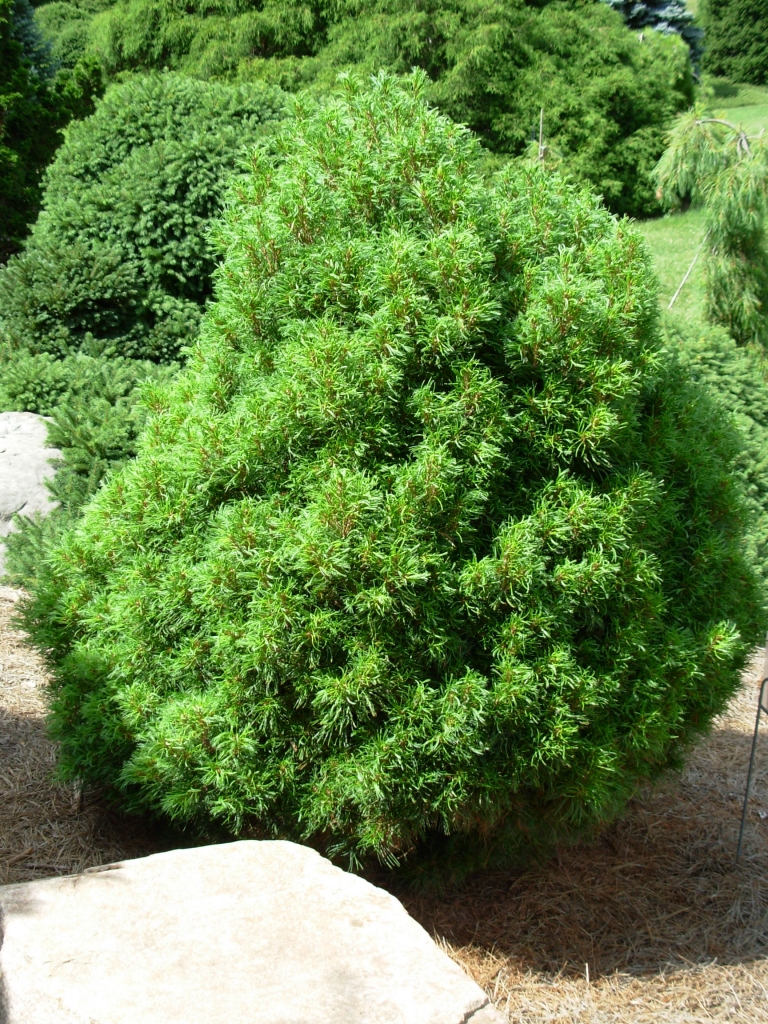 Pinus strobus 