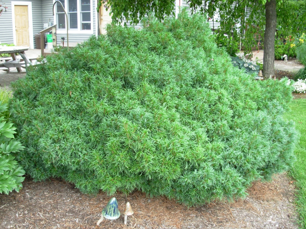 Pinus strobus 
