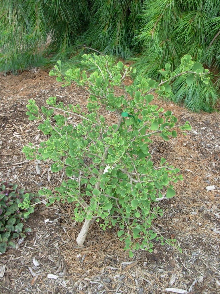 Ginkgo biloba 