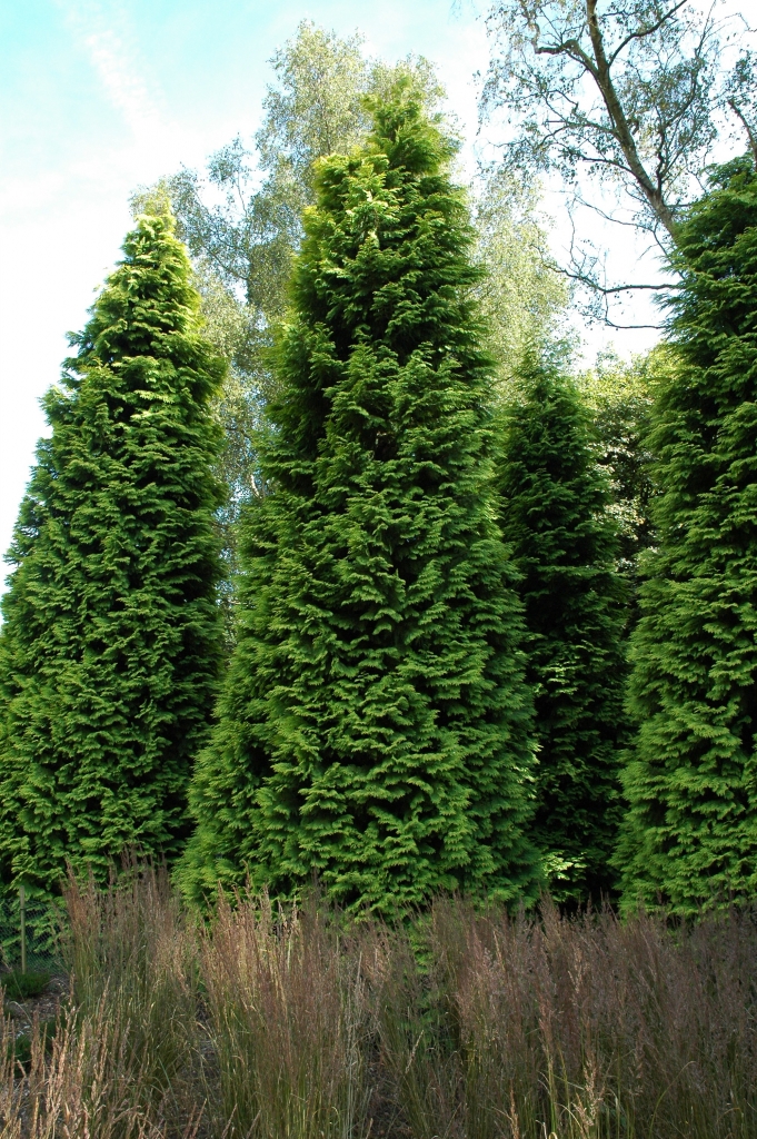 Chamaecyparis lawsoniana 