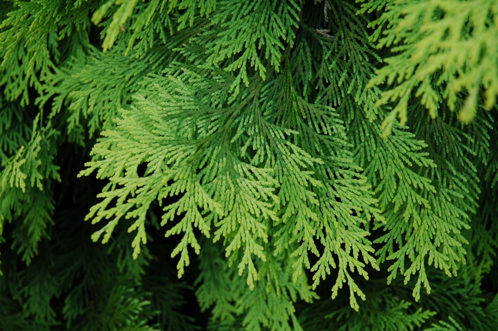Chamaecyparis lawsoniana 