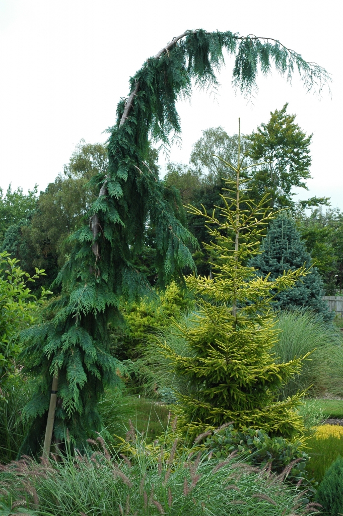 Chamaecyparis lawsoniana 