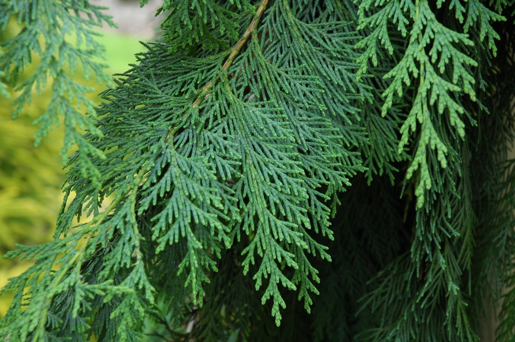 Chamaecyparis lawsoniana 