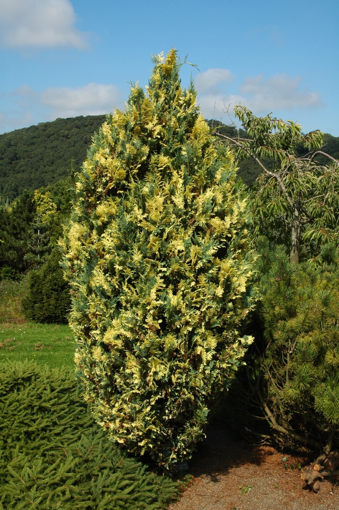 Chamaecyparis lawsoniana 
