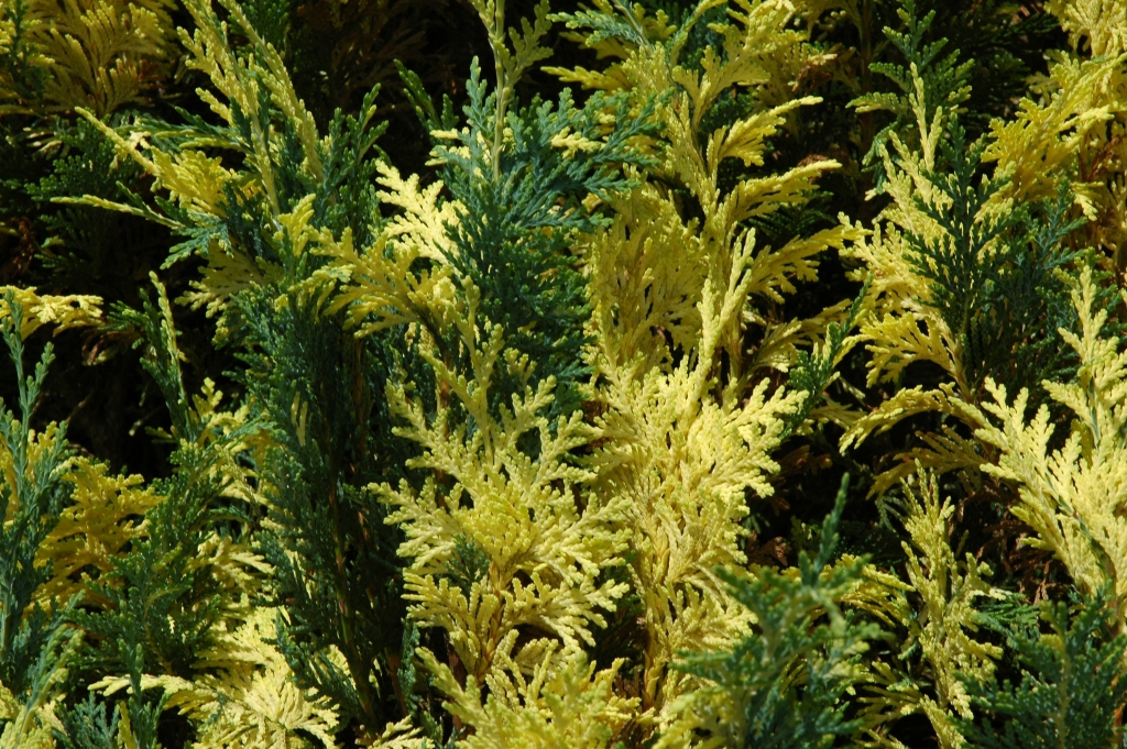 Chamaecyparis lawsoniana 