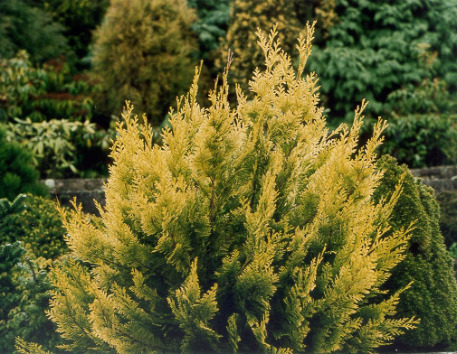 Chamaecyparis lawsoniana 