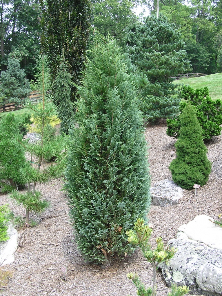 Chamaecyparis lawsoniana 