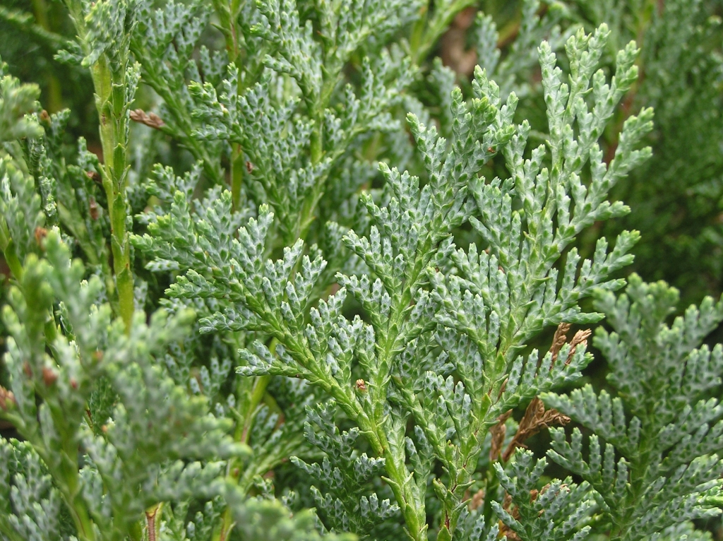 Chamaecyparis lawsoniana 