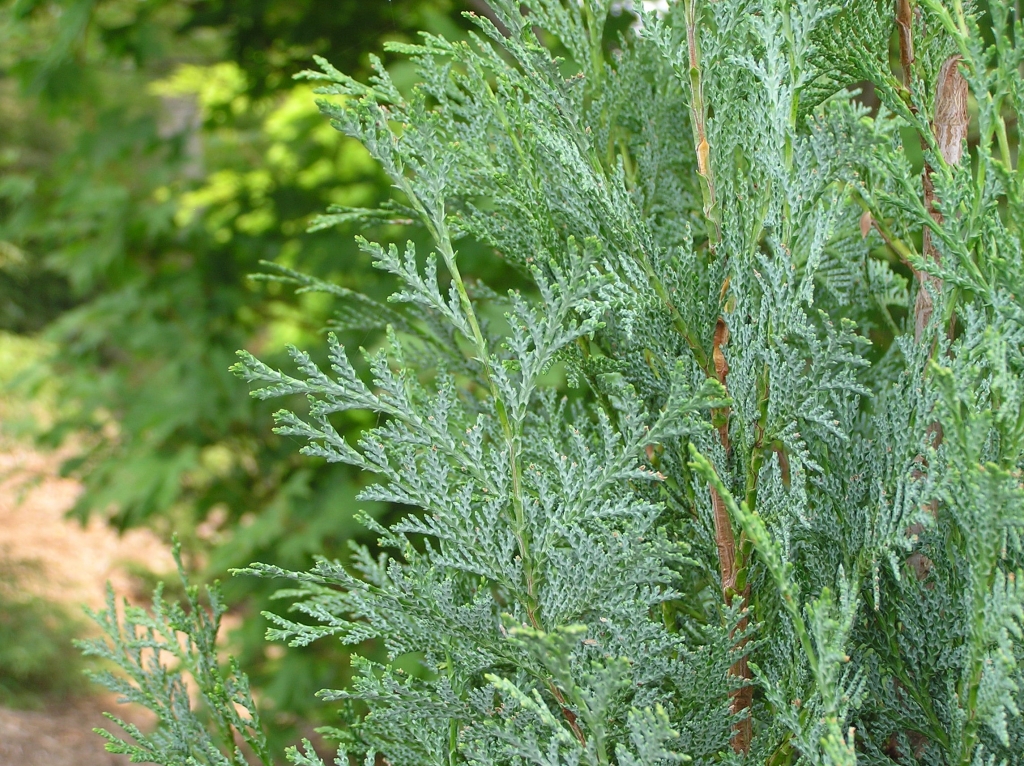 Chamaecyparis lawsoniana 