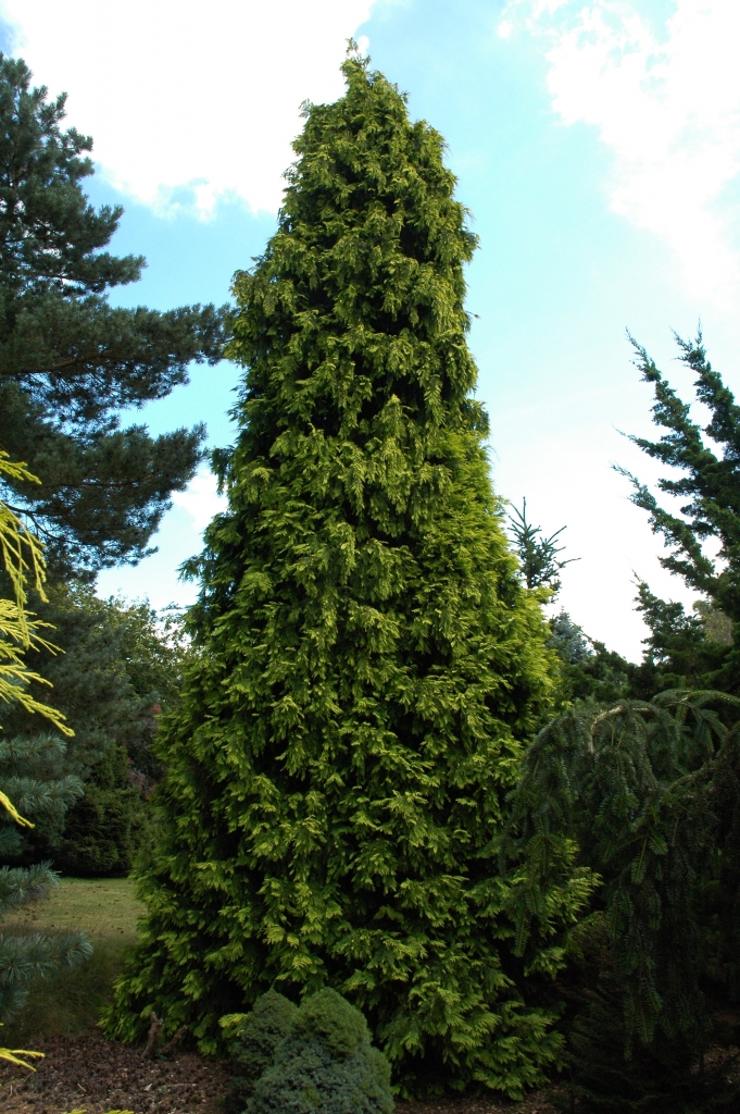 Chamaecyparis lawsoniana 