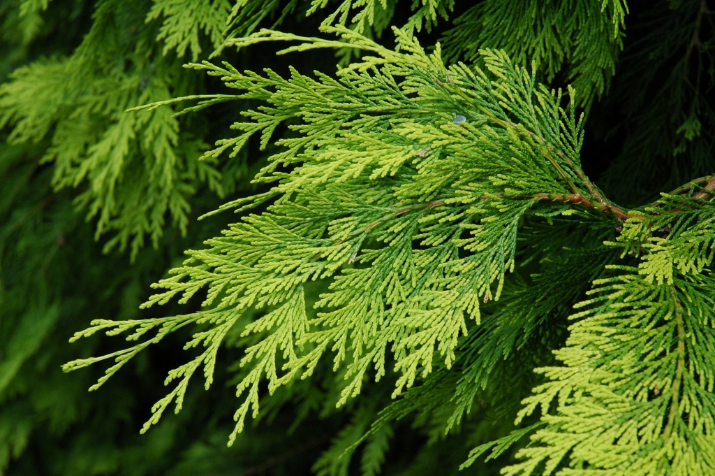 Chamaecyparis lawsoniana 