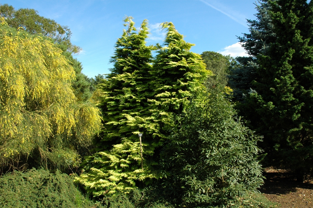 Chamaecyparis lawsoniana 