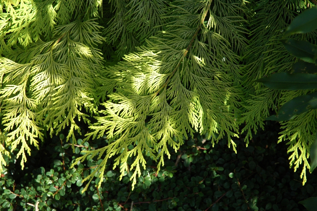 Chamaecyparis lawsoniana 