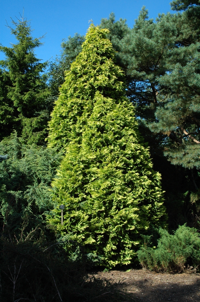 Chamaecyparis lawsoniana 