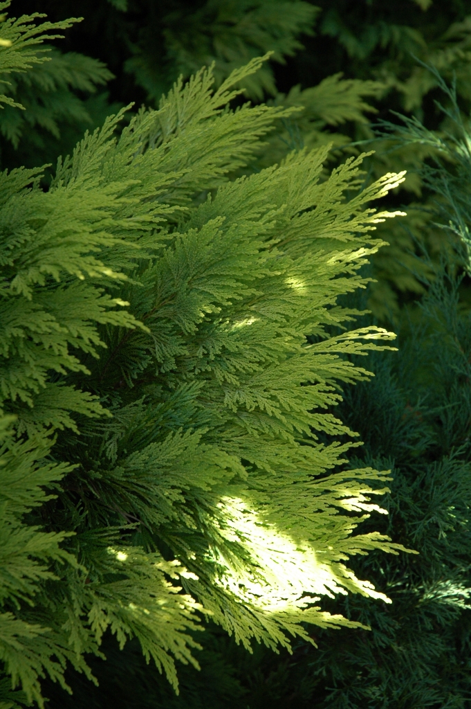 Chamaecyparis lawsoniana 