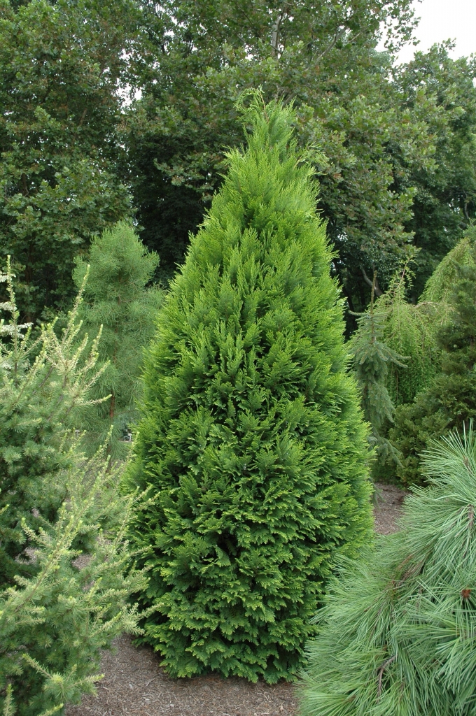 Chamaecyparis lawsoniana 