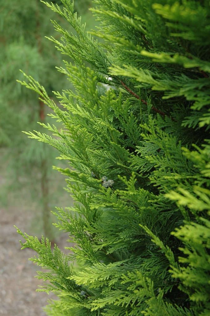 Chamaecyparis lawsoniana 