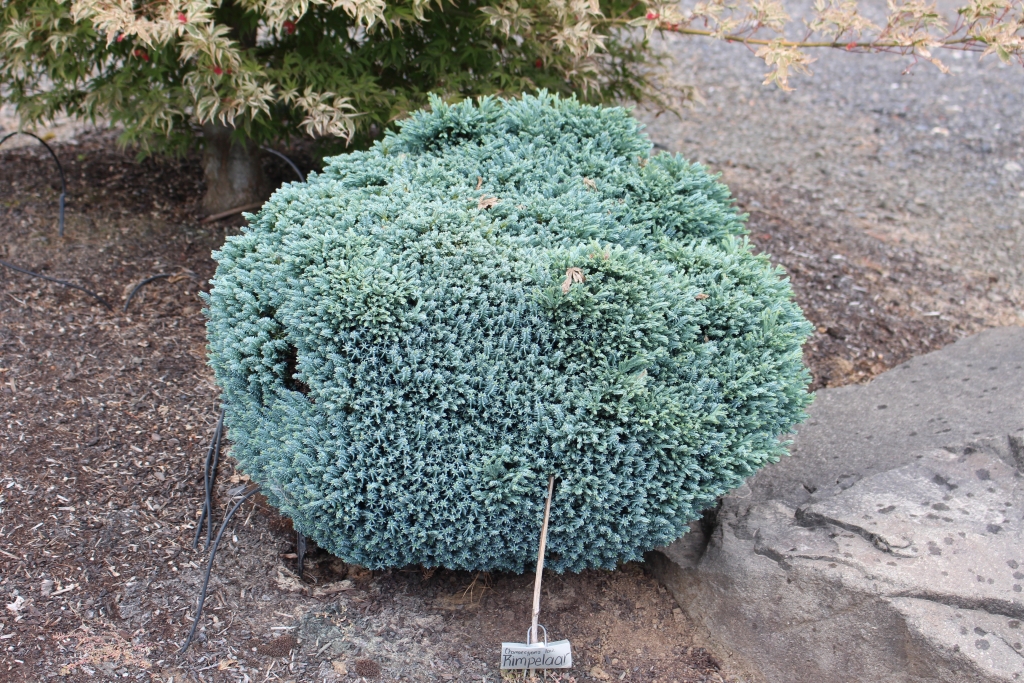 Chamaecyparis lawsoniana 