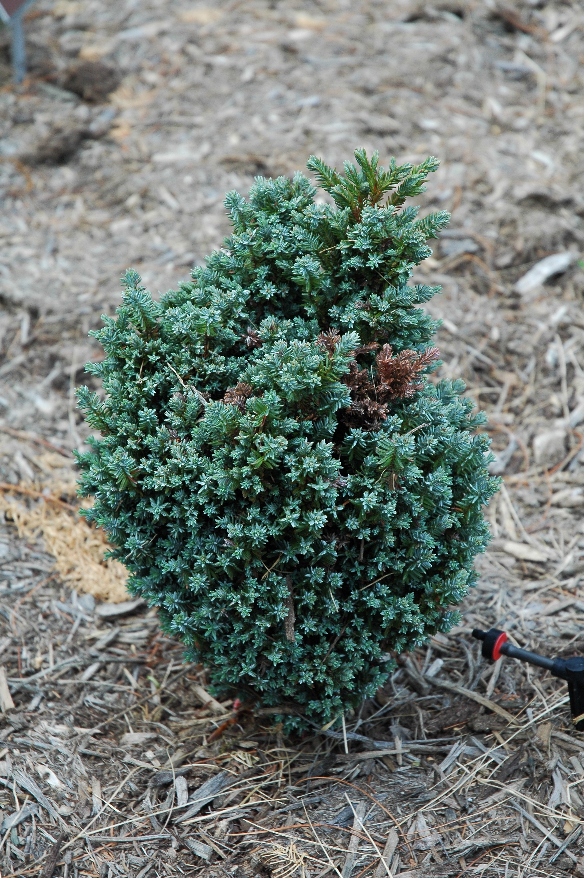 Chamaecyparis lawsoniana 