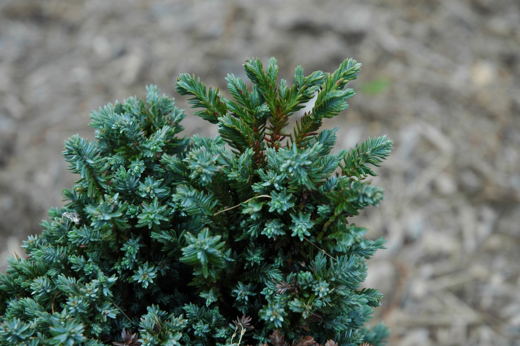 Chamaecyparis lawsoniana 