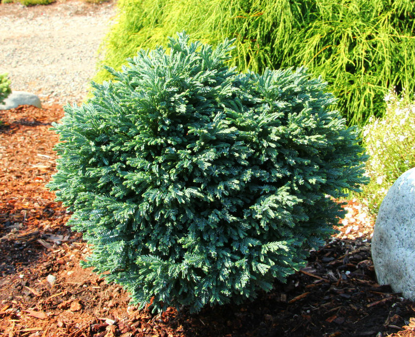 Chamaecyparis lawsoniana 