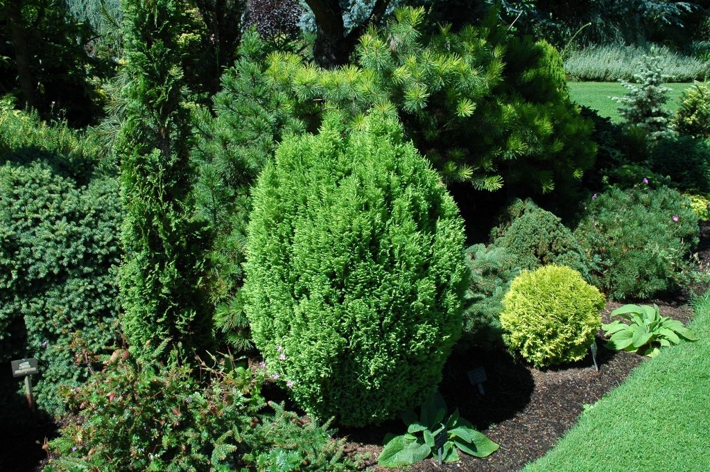 Chamaecyparis lawsoniana 