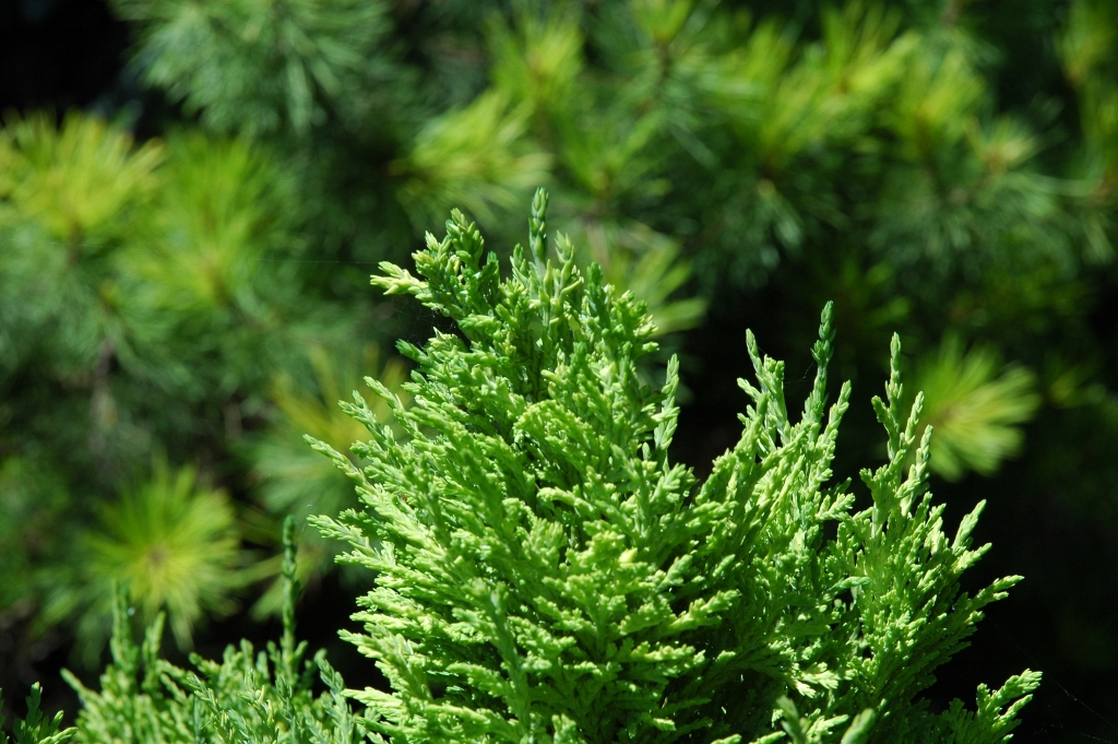 Chamaecyparis lawsoniana 