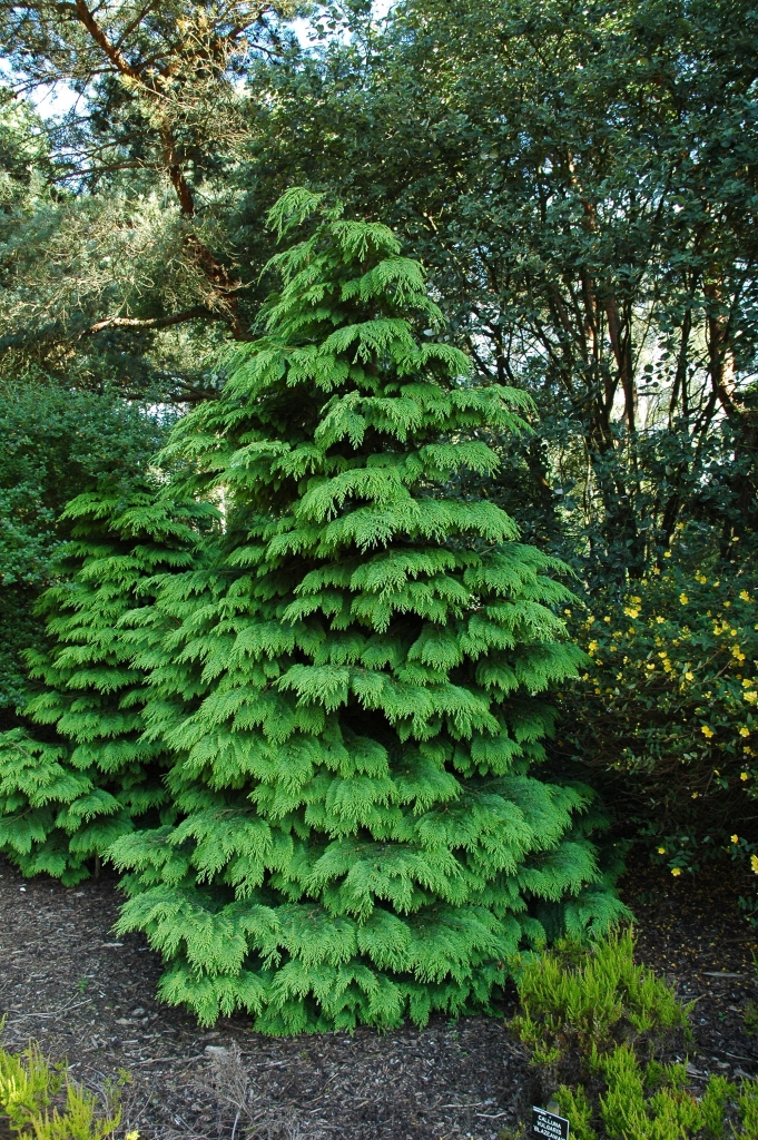 Chamaecyparis lawsoniana 