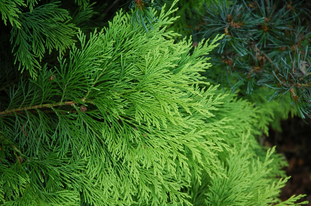 Chamaecyparis lawsoniana 
