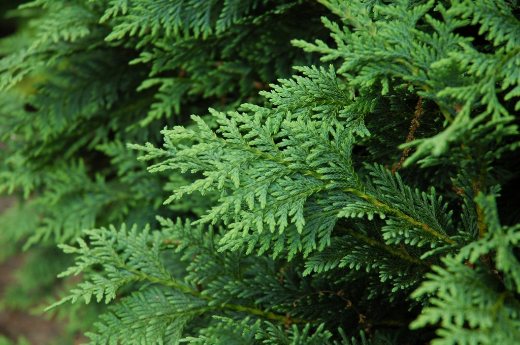 Cupressus nootkatensis 