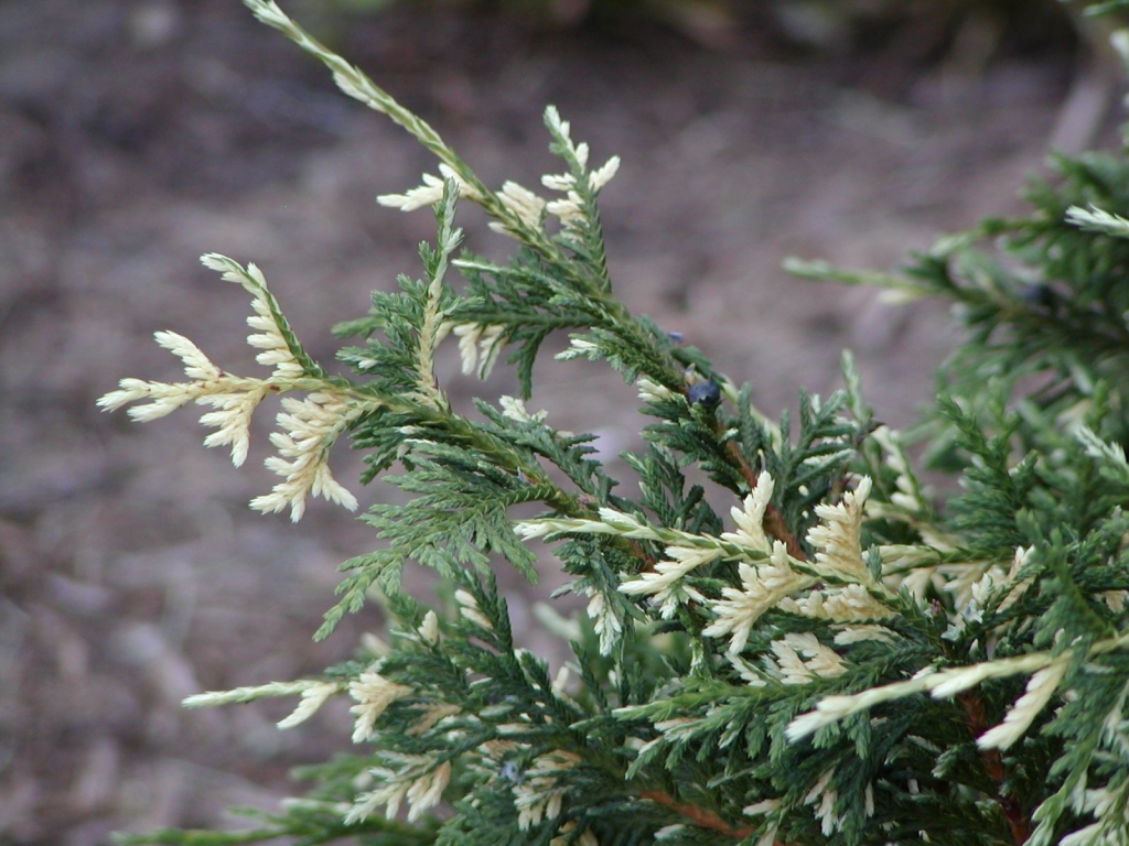 Cupressus nootkatensis 