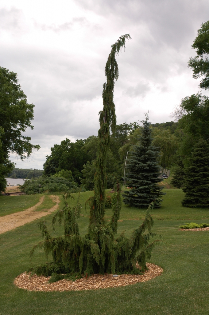 Cupressus nootkatensis 