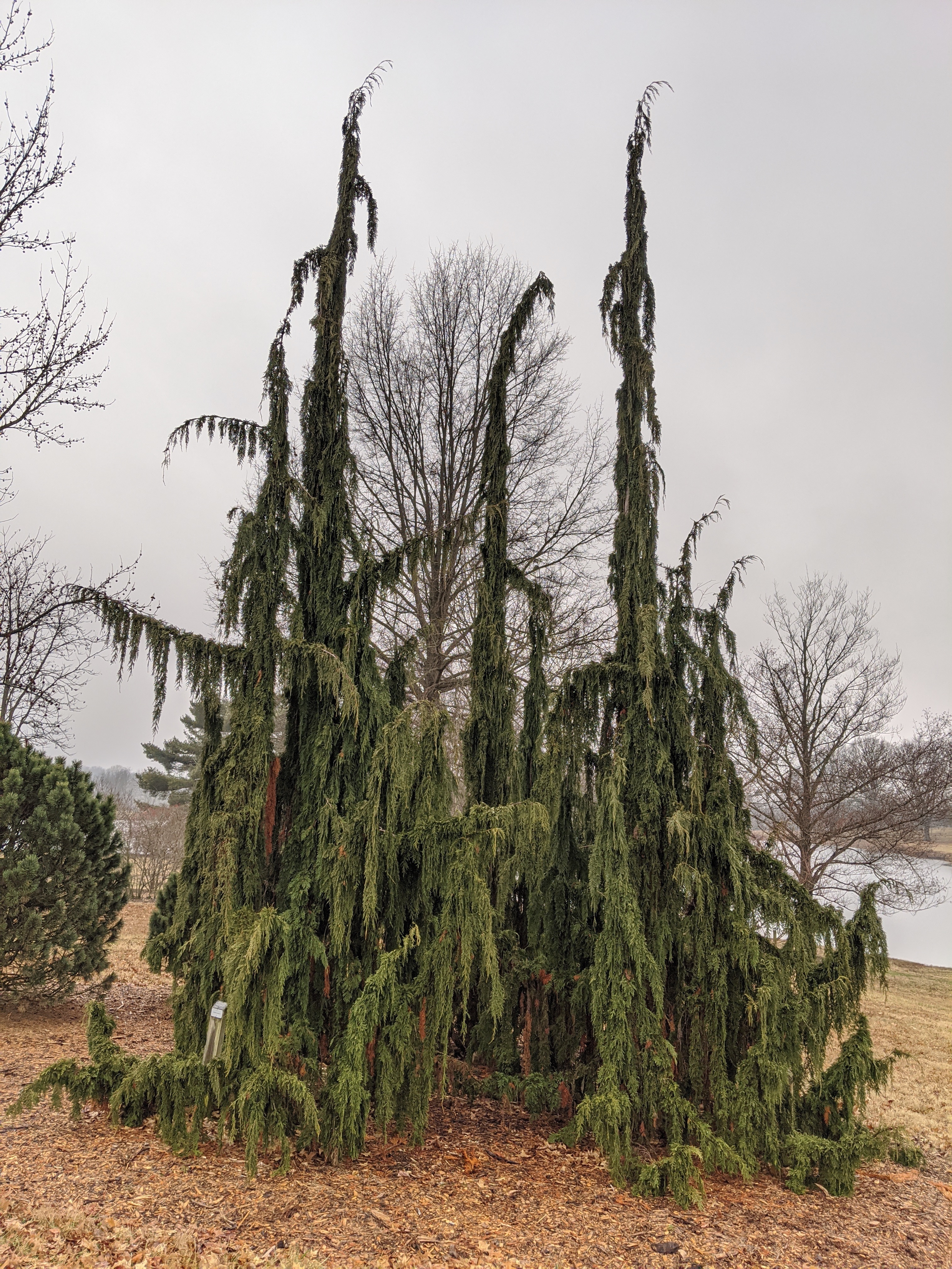 Cupressus nootkatensis 