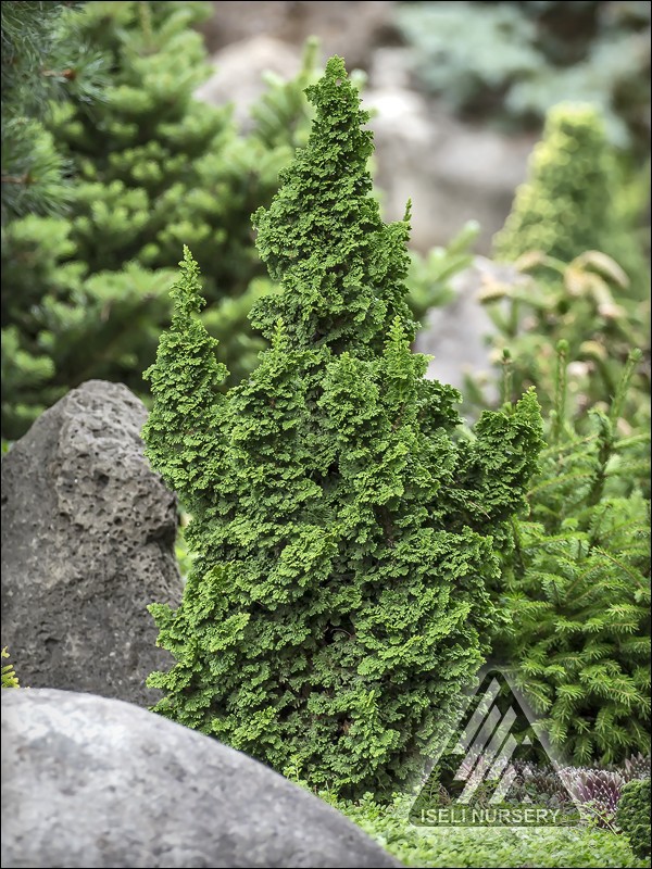 Thuja occidentalis 