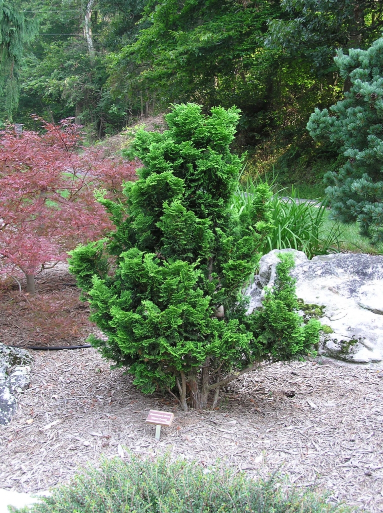 Chamaecyparis obtusa 