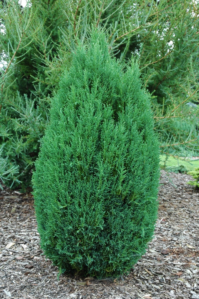 Chamaecyparis lawsoniana 