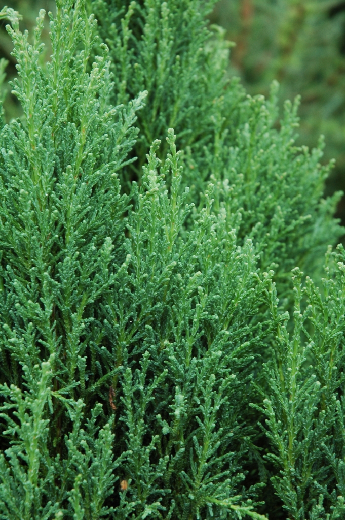 Chamaecyparis lawsoniana 
