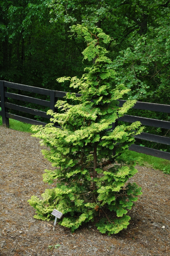 Chamaecyparis obtusa 