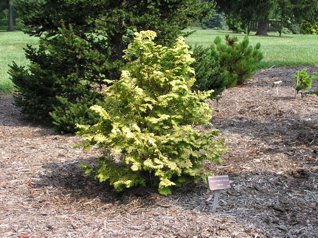 Chamaecyparis obtusa 