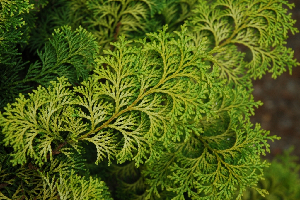 Chamaecyparis obtusa 